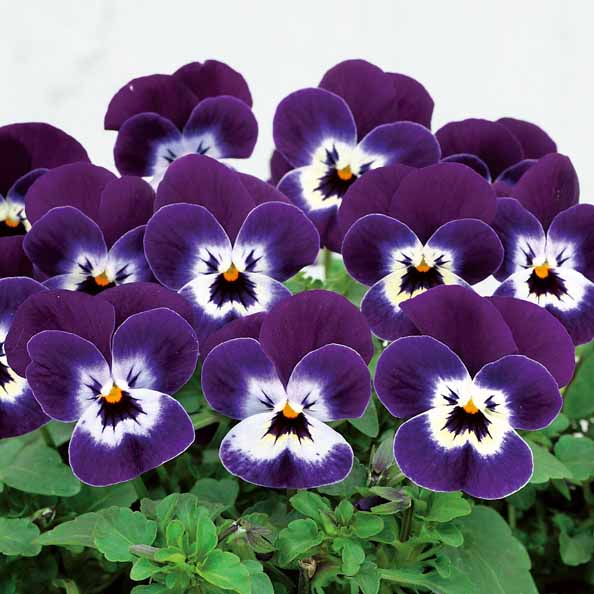 Viola  c. Sorbet Purple Face (188)